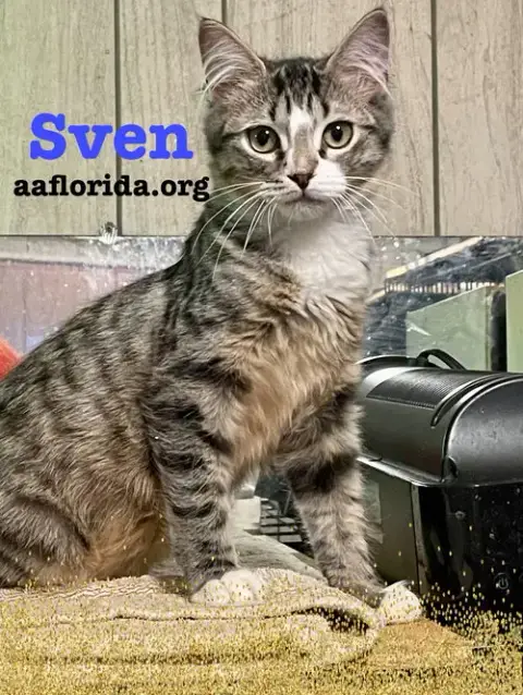 Sven photo 3