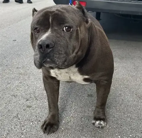 Koda
