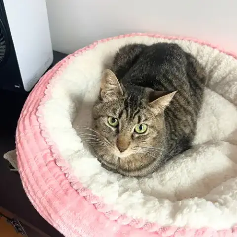 Sir Isaac Mewton photo 2