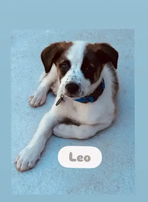 Leo photo 2