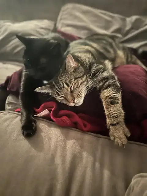 Henry And Onyx