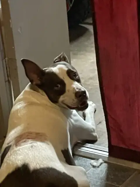 Roscoe photo 2