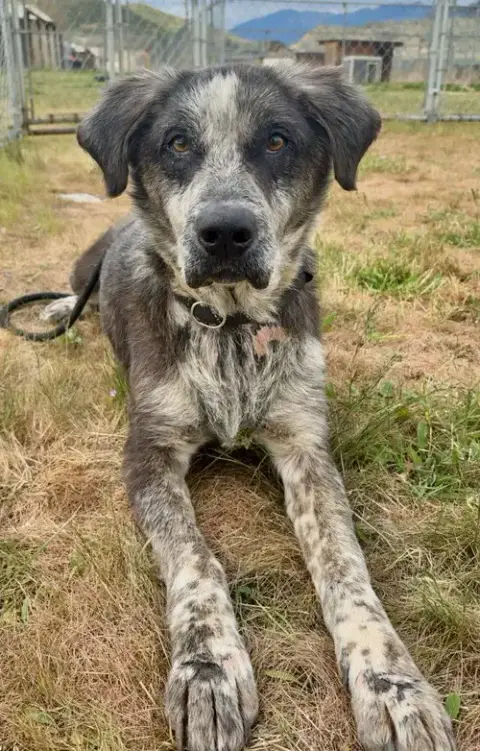 Angus photo 3