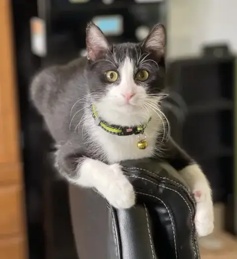 Yoyo