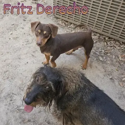 Fritz Derecho photo 5