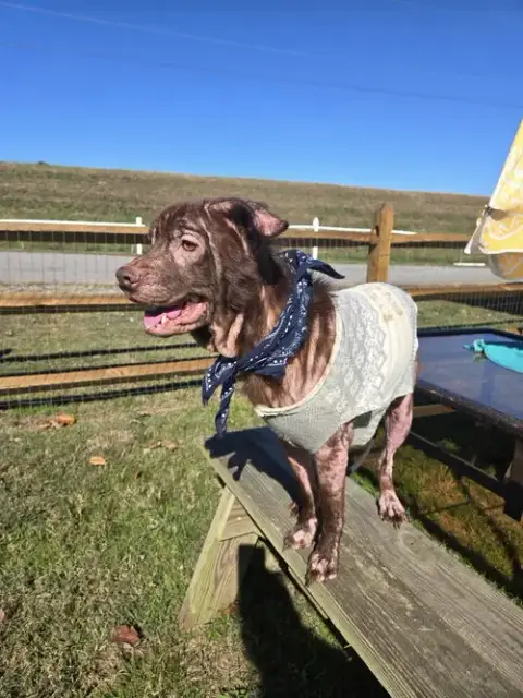 Brownie In Gloucester Va photo 2