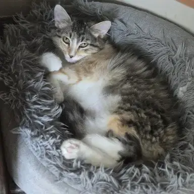 Fluffy