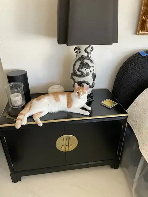 Buddy