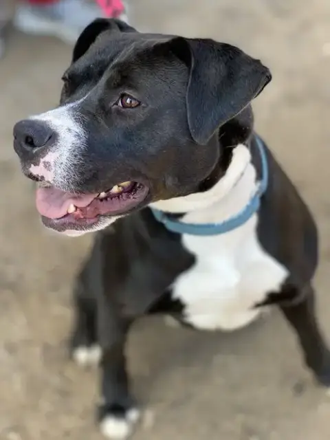 Cindy Lu *Adopt Or Foster* photo 4