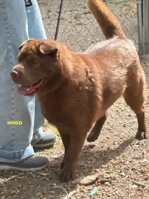 Hugo photo 3