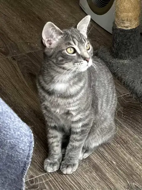 Kitten Max photo 2