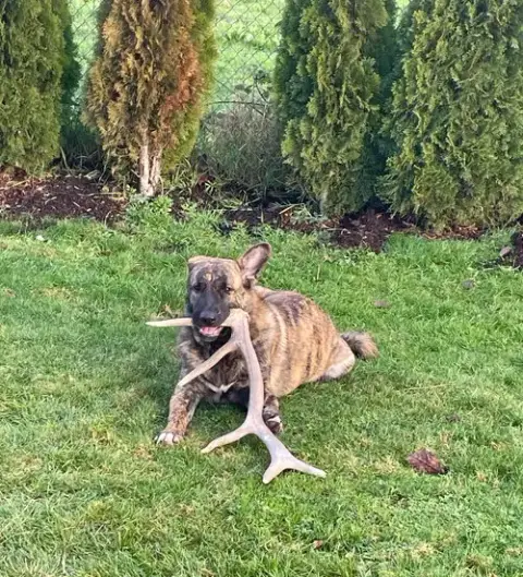 Julius photo 4