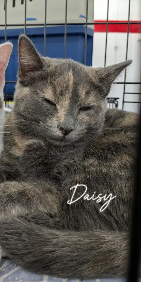 Daisy