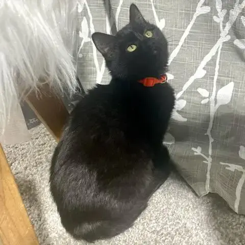 Kitkat photo 3
