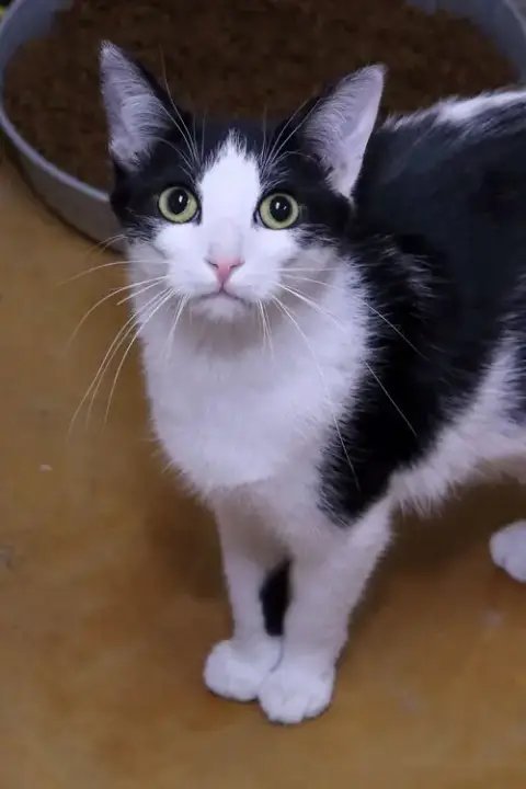 Apollo