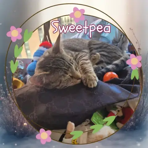 Sweetpea photo 3