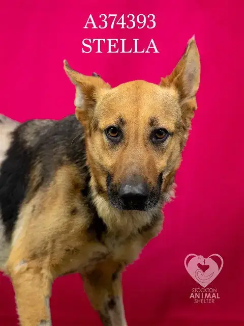 Stella