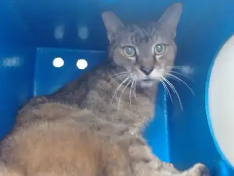 Diva