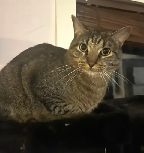 Fergus S.