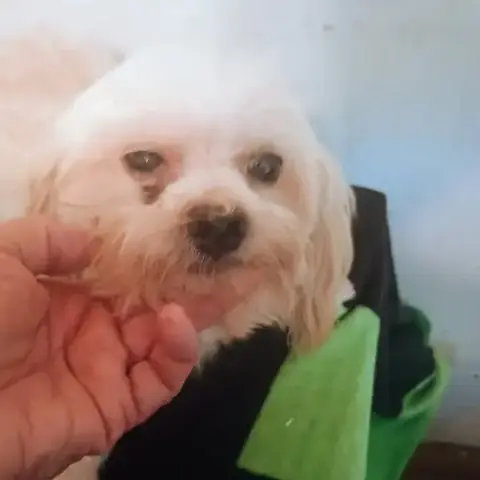 Barkley