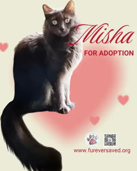 Misha photo 3