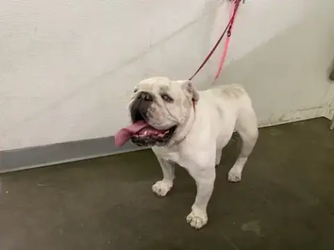 Chubbs