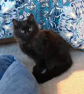 Zz-Little Kitten photo 3