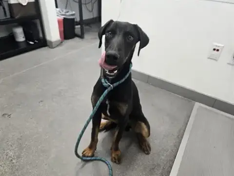 Vader