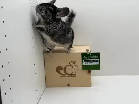 Pika