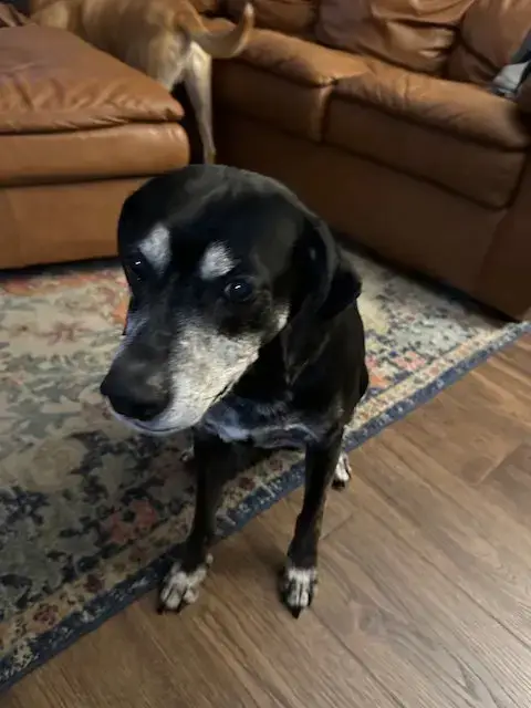 Bo