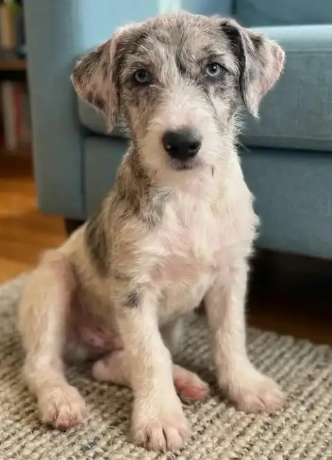 Pauley-  Shortie Jack photo 3