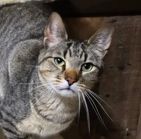 Gus