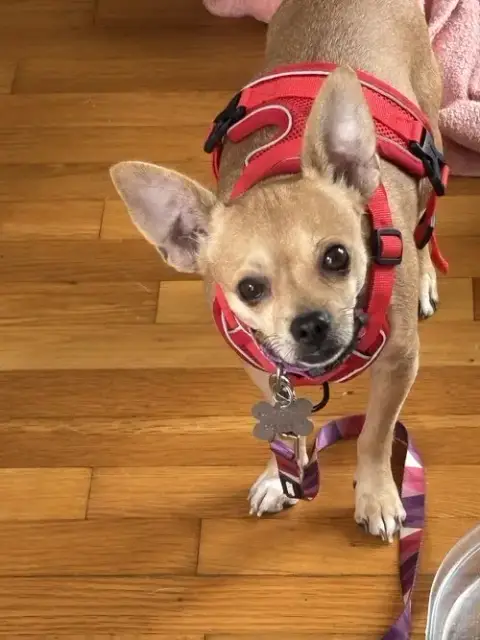 Chiquita photo 5