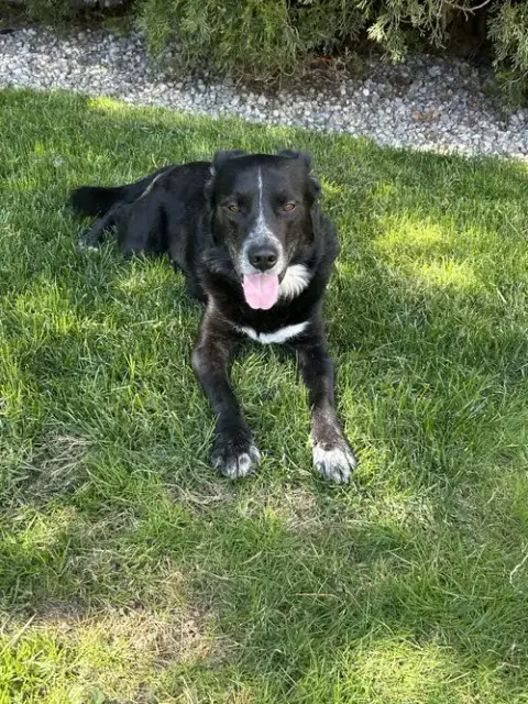 Johnny- Your Best Pal! photo 3