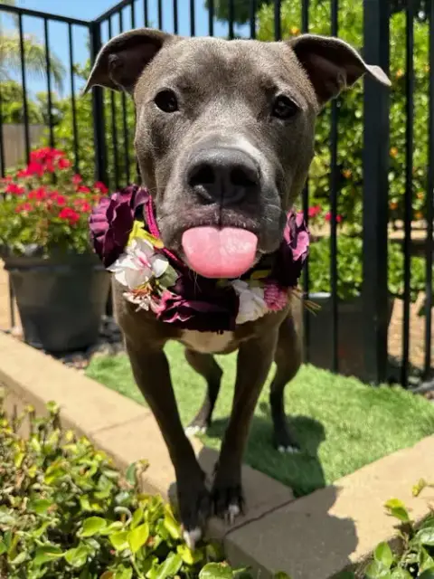 Jada