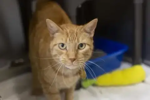 Gabriella