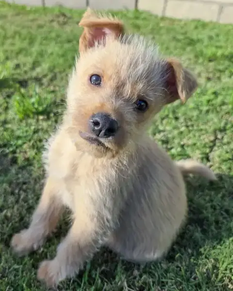 Scruffy photo 3