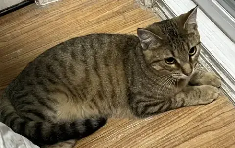 Muffin