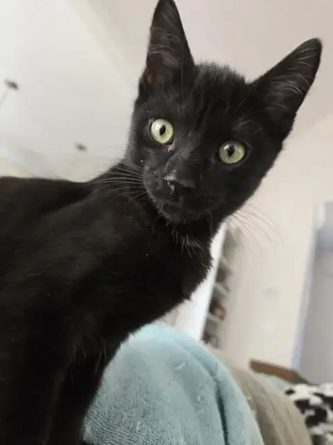 Tulio