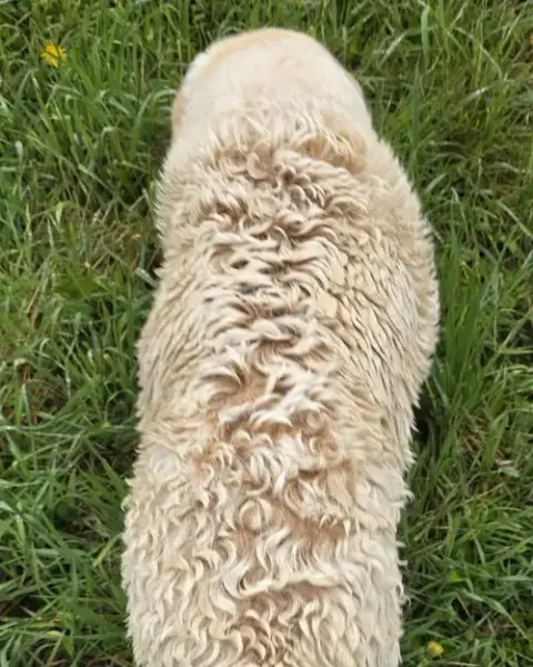 Lillie photo 3