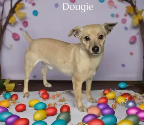 Dougie photo 2