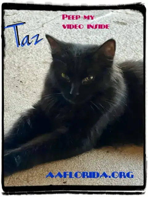 Taz *Cyd photo 2
