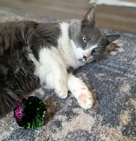 Ms. Boots