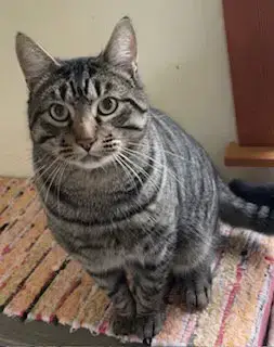 Bobcat Jones
