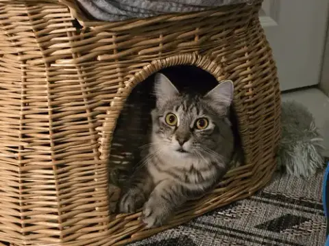Meenie