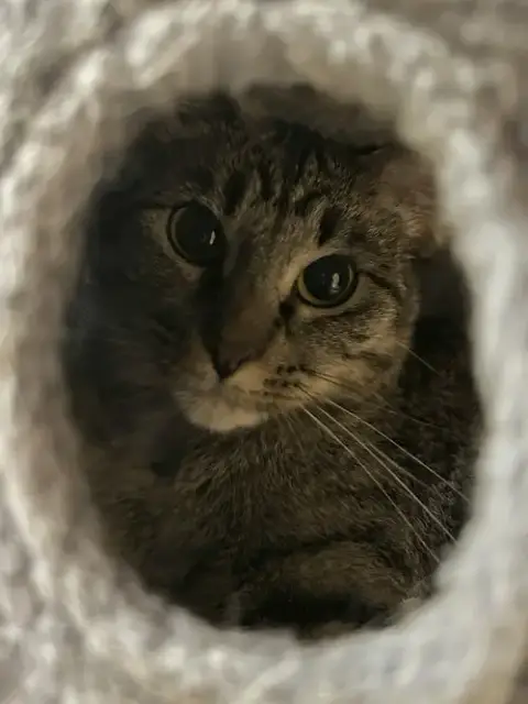 Willow photo 4