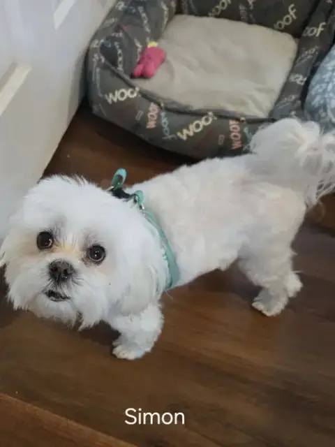 Simon