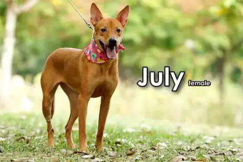 July From Taiwan photo 2
