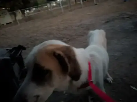 Alfie photo 5