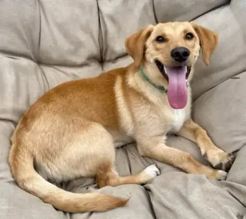 Puppy Mccoy photo 4